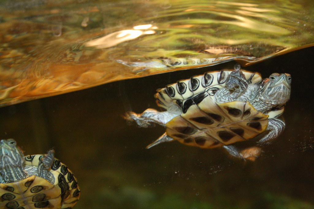Housing Requirements for Red-Eared Sliders