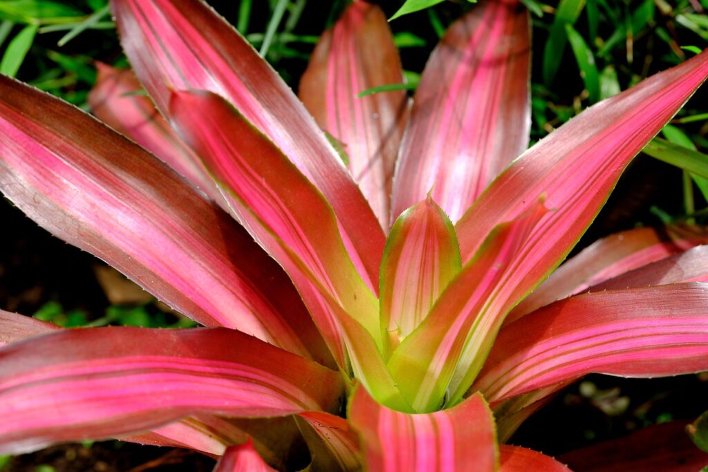 bromeliad, leaves, plant, flora, nature, closeup, bromeliad, bromeliad, bromeliad, bromeliad, bromeliad
