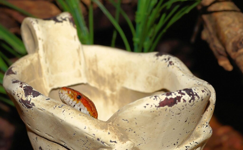 line, corn snake, stone shoe, terrarium, reptile, dandruff, terraristik, non toxic, choke snake, lurk, portrait, head, guttatus snake, creeping animal, hide, small