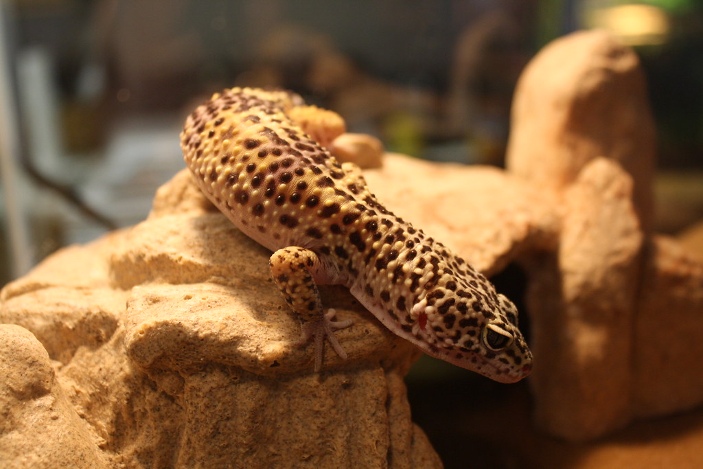Leopard Gecko under a heating lamp