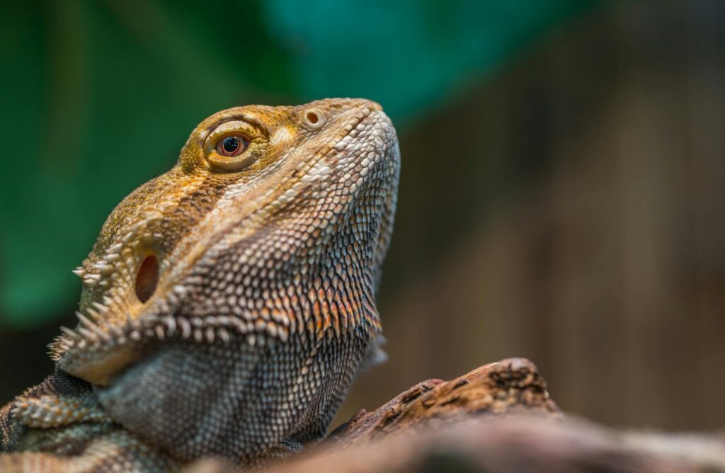 Detailed macro shot of a bearded dragon lizard with vivid scales in natural setting.
