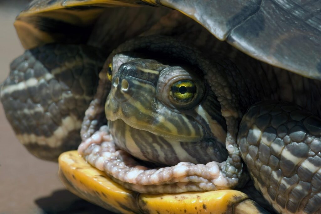 turtle, reptile, tortoise, trachemys scripta, animal, nature, pet, aquatic, marshy, head, carapace, armor
