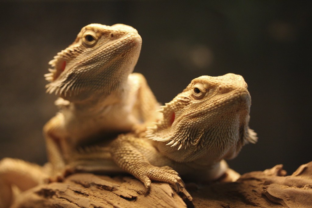 Two bearded dragons laying on on top of each other