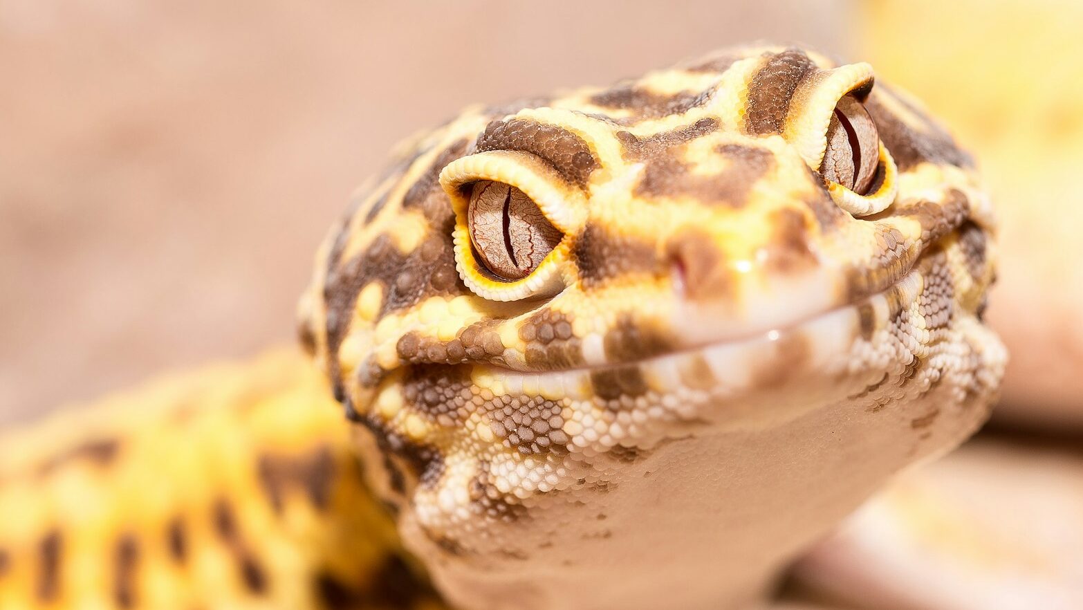 close-up photography of leopard gecko