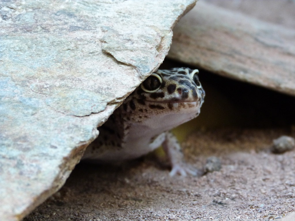 leopard gecko hiding behind a rock