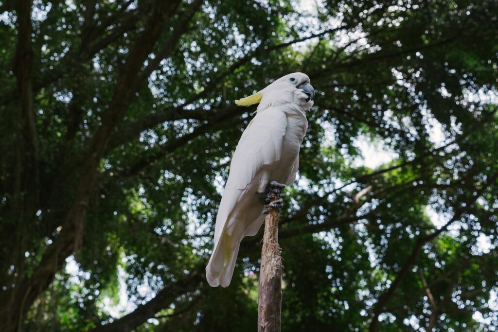 A majestic white cockatoo perched on a wooden stick against a lush green forest background.
