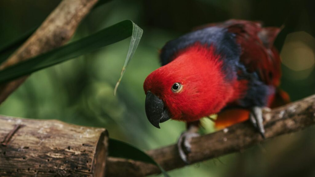 Close-up of a colorful Eclectus parrot perched on a branch in its natural habitat.