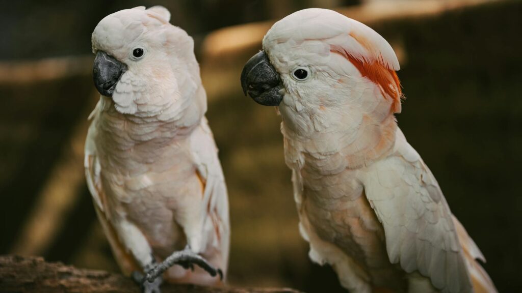 Two Moluccan Cockatoos with vivid plumage perched closely on a branch.