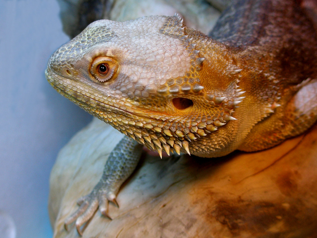 brown bearded dragon laying on a log