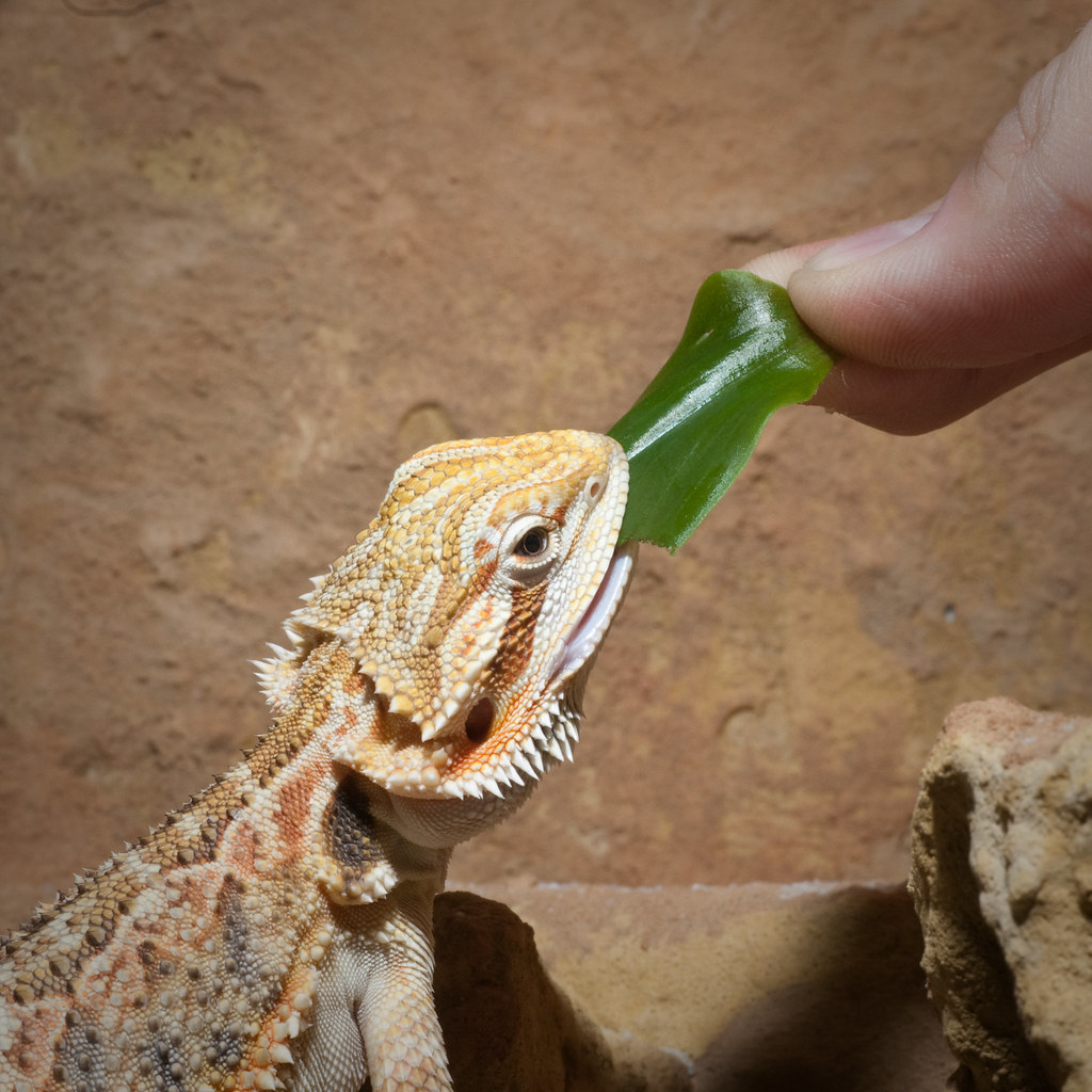 Bearded Dragon being fed