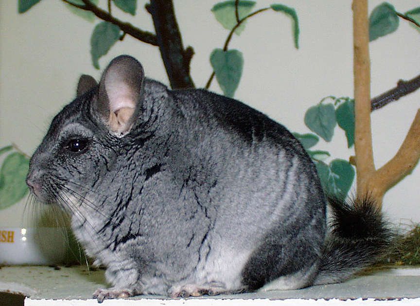 Chinchilla with a plant backdrop