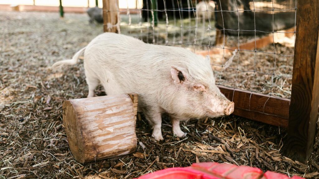 A domestic white pig in a fenced farm area with natural surroundings.