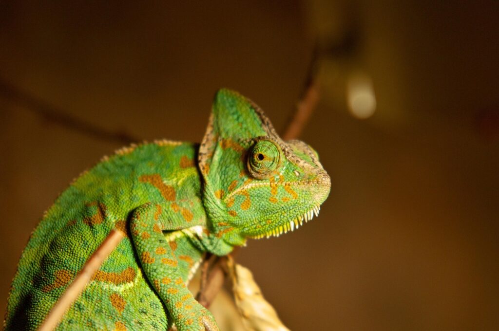 chameleon, reptile, animal, veiled chameleon, wild animal, wildlife, fauna, nature, chameleon, chameleon, chameleon, chameleon, chameleon