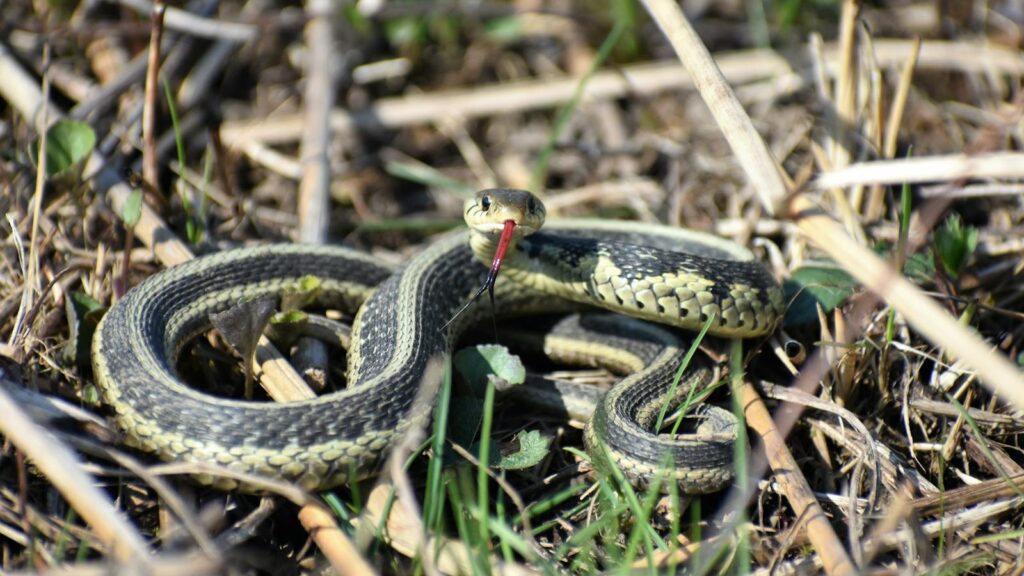 Close-up of a garter snake with its tongue out in a grassy, outdoor setting.