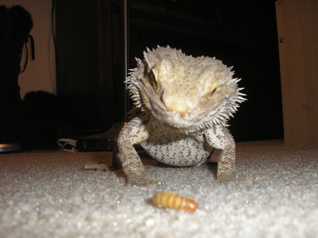 Maintaining Optimal Digestive Health in Bearded Dragons