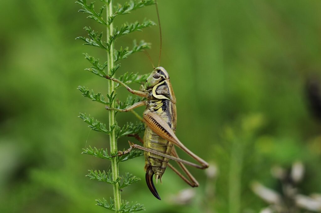 cricket, insect, macro, nature, cricket, cricket, cricket, cricket, cricket