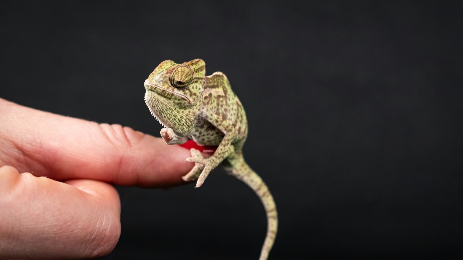 A small chamelon sitting on top of a persons finger