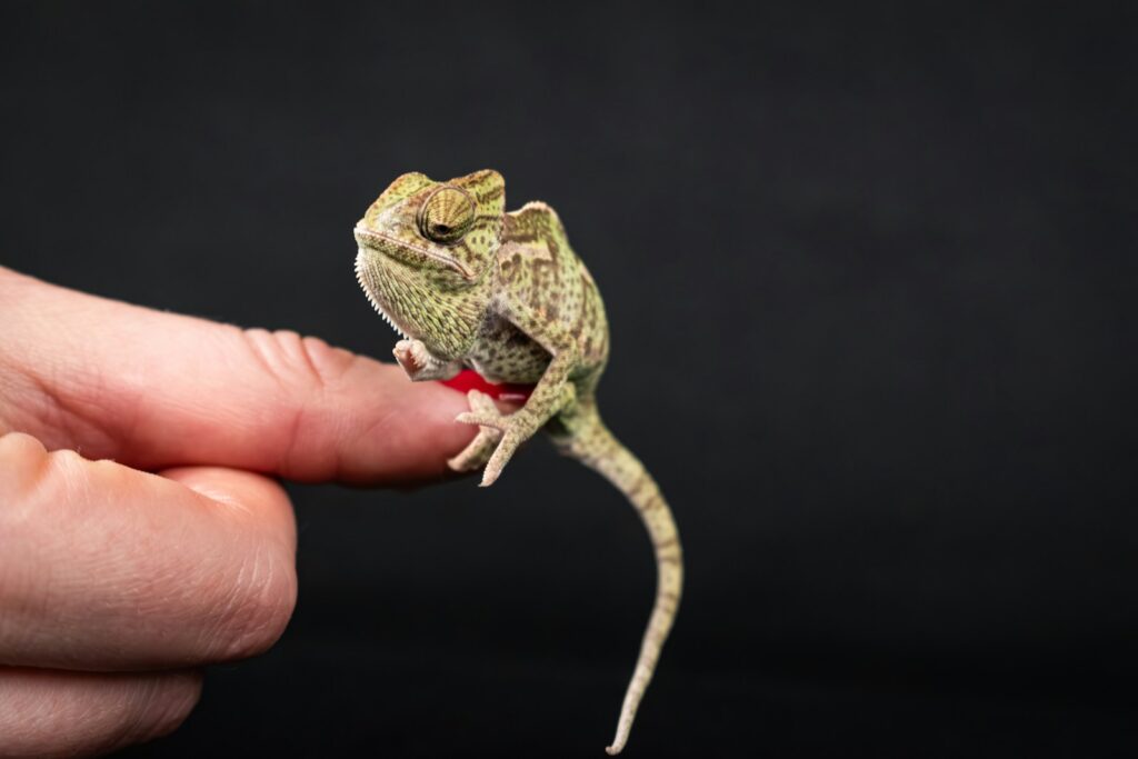 A small chamelon sitting on top of a persons finger