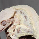 Crested Geckos