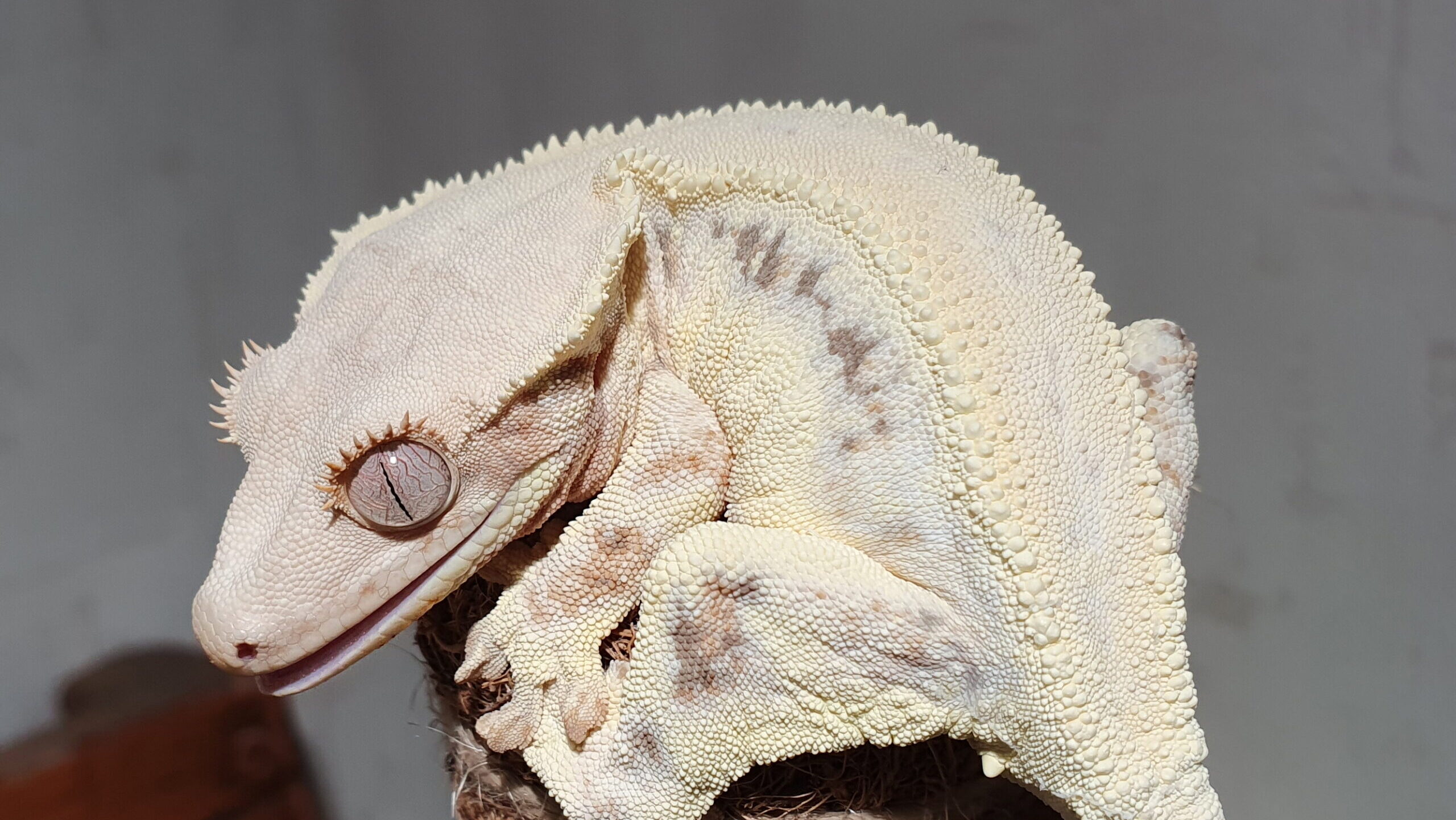 Crested Geckos
