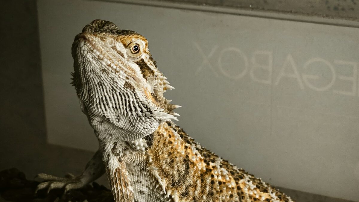 brown and white bearded dragon on brown tree branch