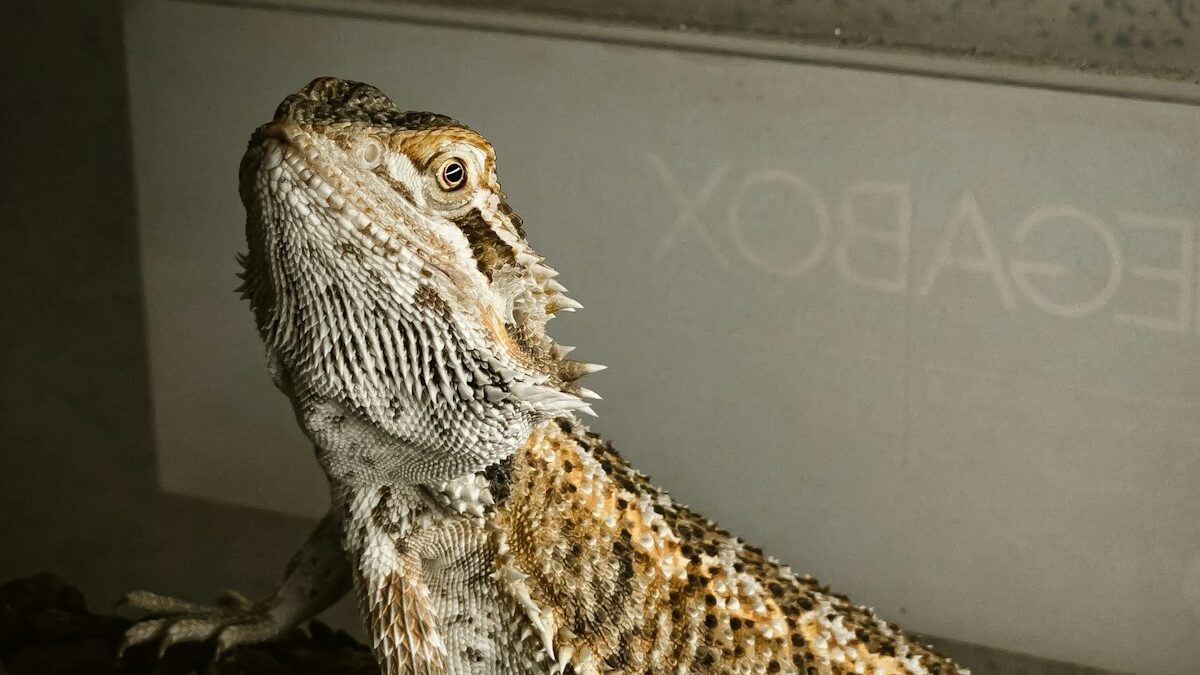 brown and white bearded dragon on brown tree branch