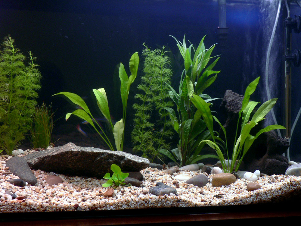 Cycling Your Tank: The Foundation of Stability
