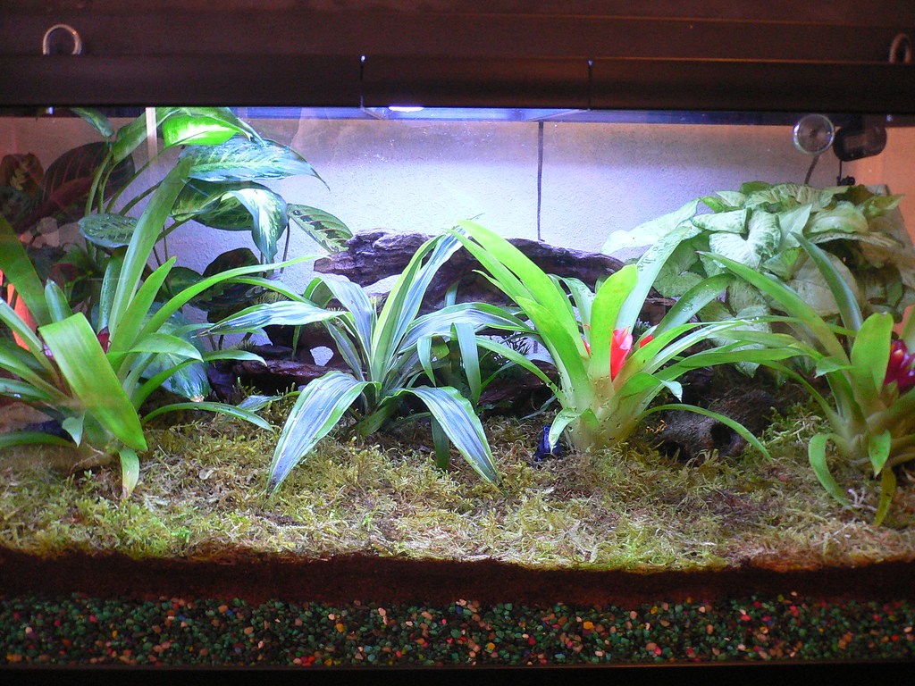 Understanding the Benefits of a Naturalistic Vivarium