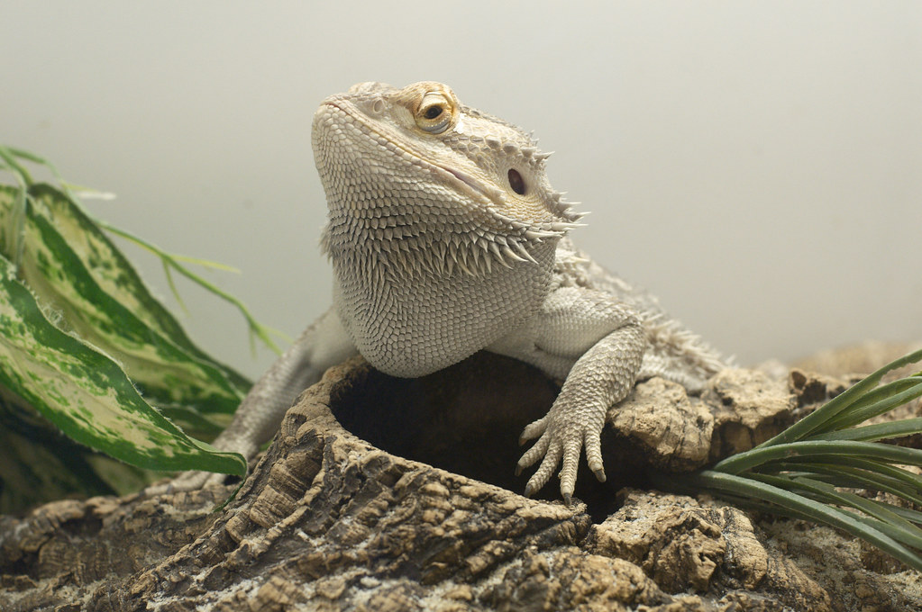 Bearded dragon with bulging neck