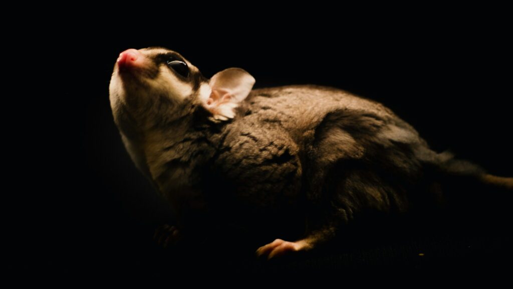 Close-up of a small, gray sugar glider with white and black facial markings.