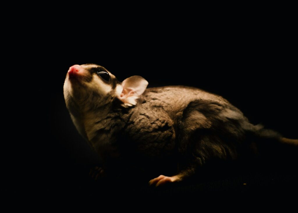 a small animal that is laying down in the dark