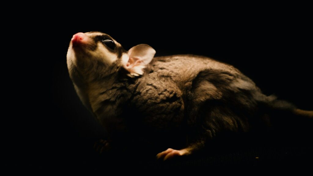 A sugar glider with soft, gray fur and white markings looking up with its large eyes.