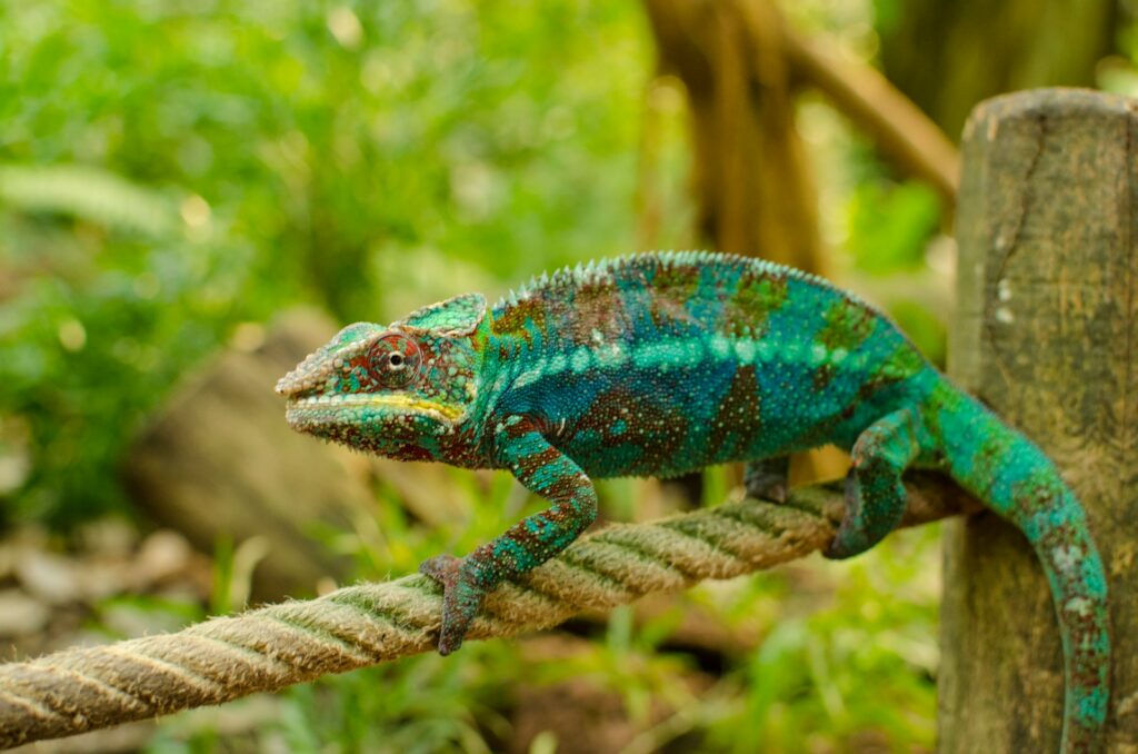 blue and green iguana closeup photo