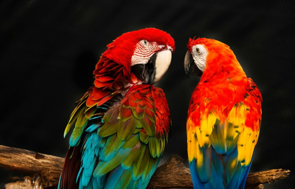 two scarlet macaw birds