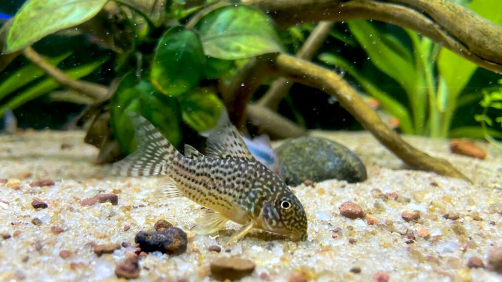 A small catfish with a unique pattern of black spots and bright orange accents.