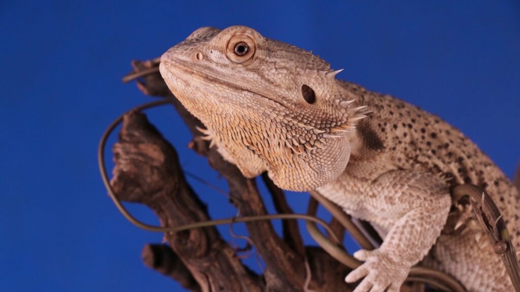 A Bearded Dragon, with its textured scales and spiky beard, perched on a weathered branch.