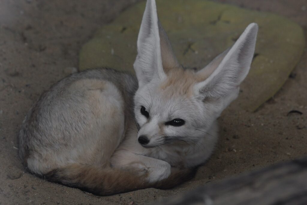Fennec fox curled upon sand