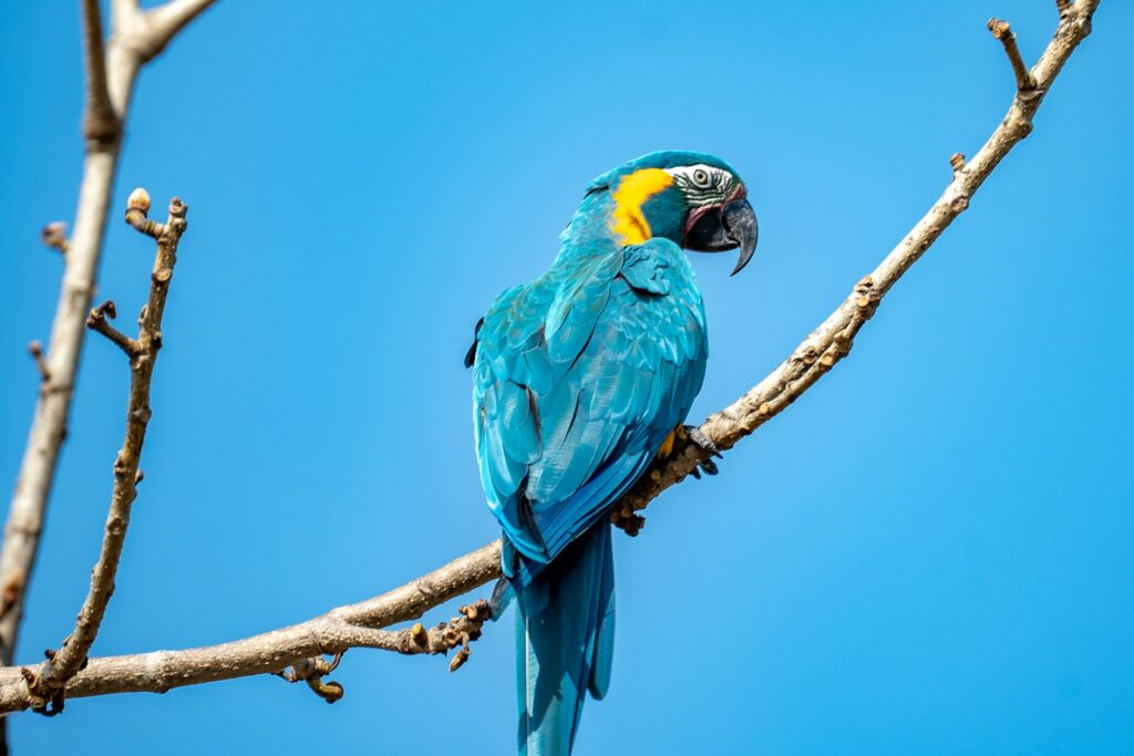 A blue macaw is perched on a branch.