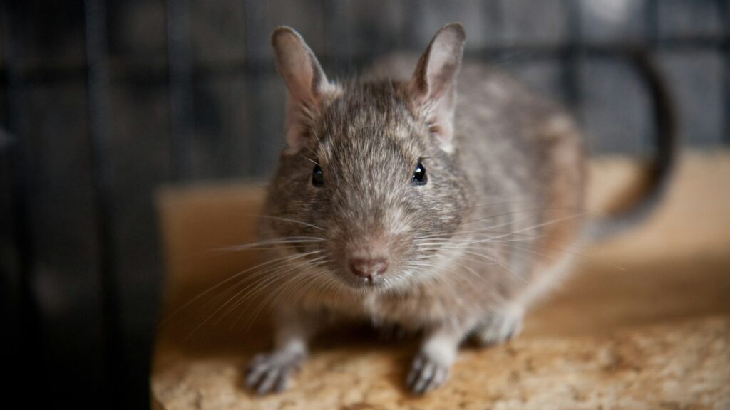 Close-up of a small, furry degu with large ears and long whiskers.