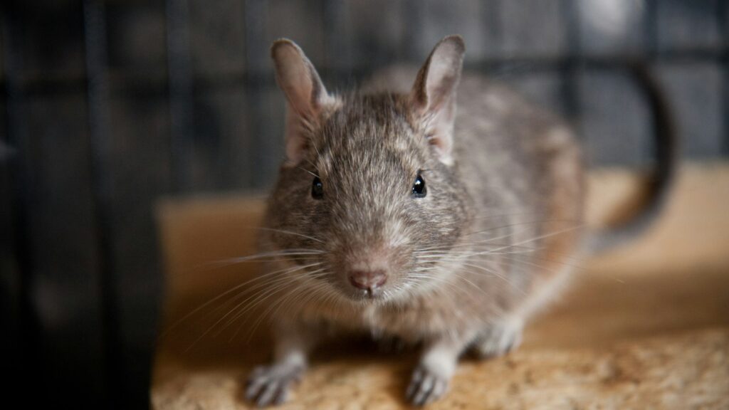 An adorable degu with its characteristic gray-brown fur and expressive eyes.
