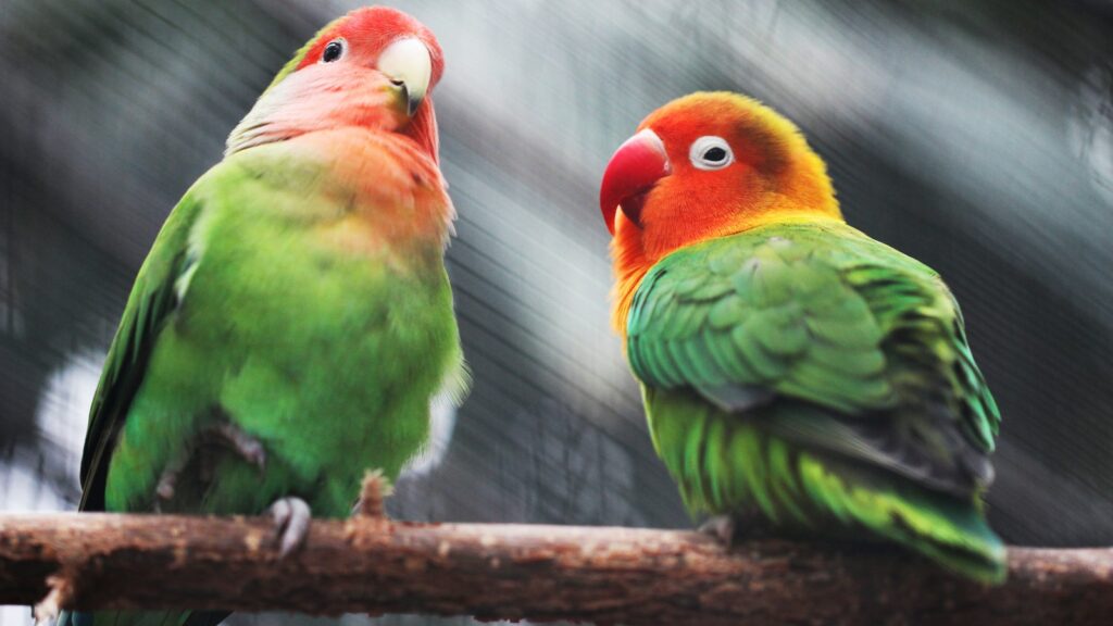Two small parrots with orange and green plumage sitting on a wooden branch.