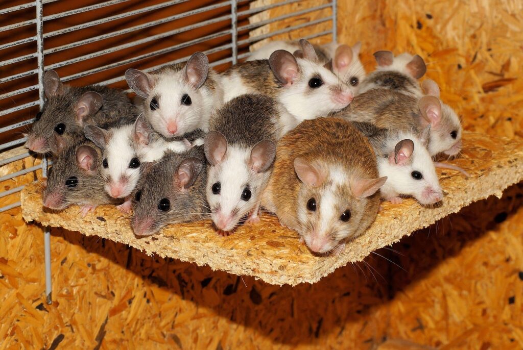 Ethical Sourcing of Feeder Animals