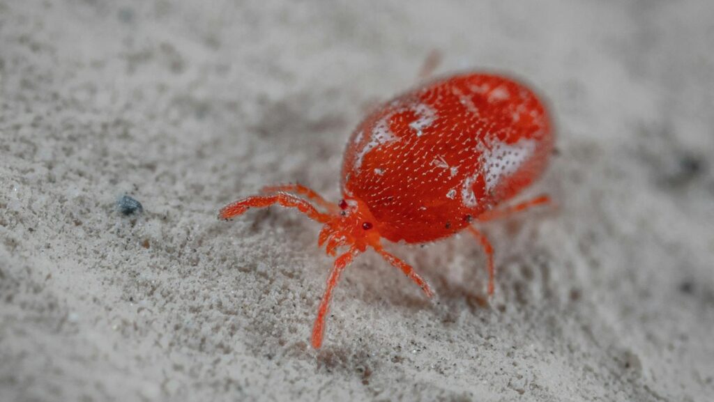 Detailed close-up of a red velvet mite on sand, showcasing its vibrant color and texture.