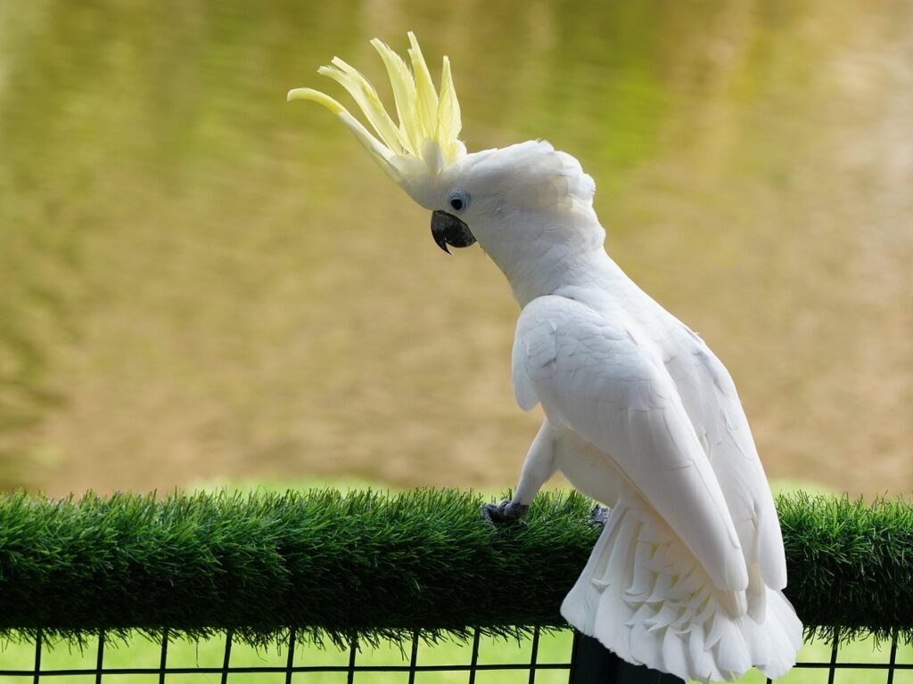 white crest cockatoo, cockatoo, bird, nature, wildlife, animal, avian, ornithology