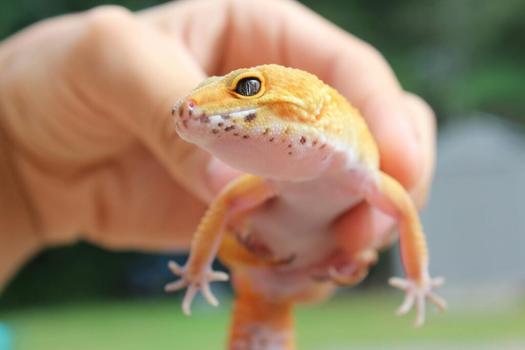 Vibrant leopard gecko being held in a hand, showcasing its unique scales.