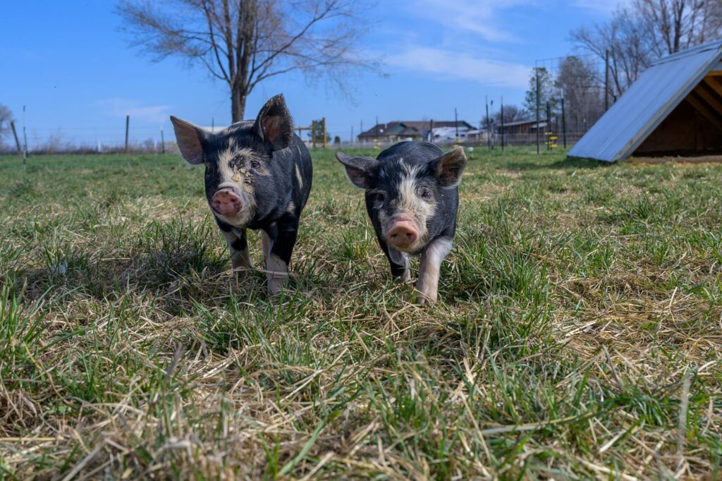 Two small piglets exploring a sunny farm pasture with clear blue skies.