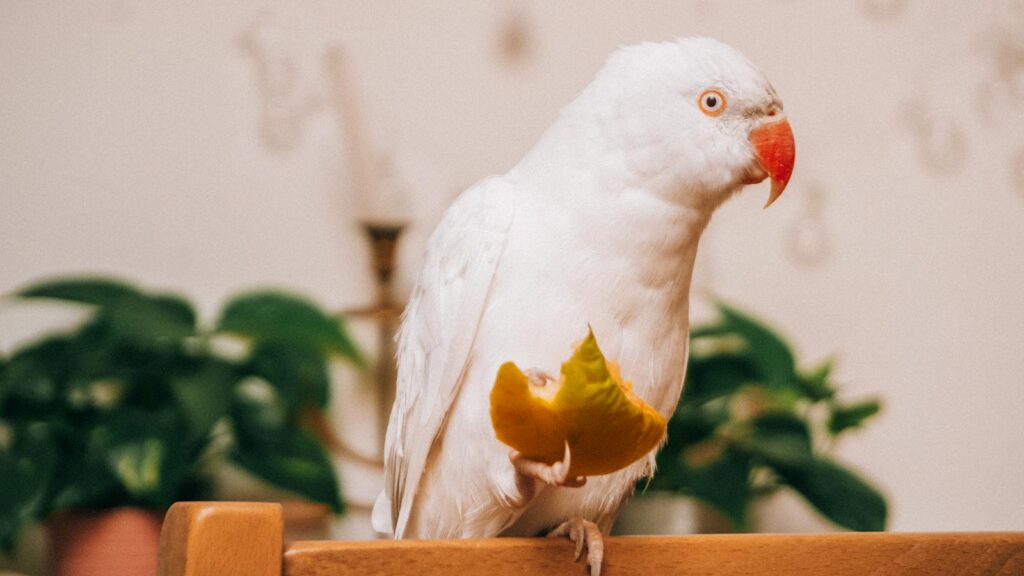 A white parrot perched indoors with a fruit in its claw, showcasing vibrant colors.