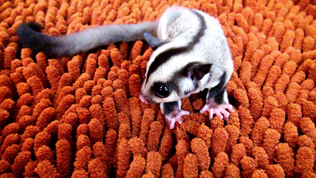 Sugar Glider on an orange carpet