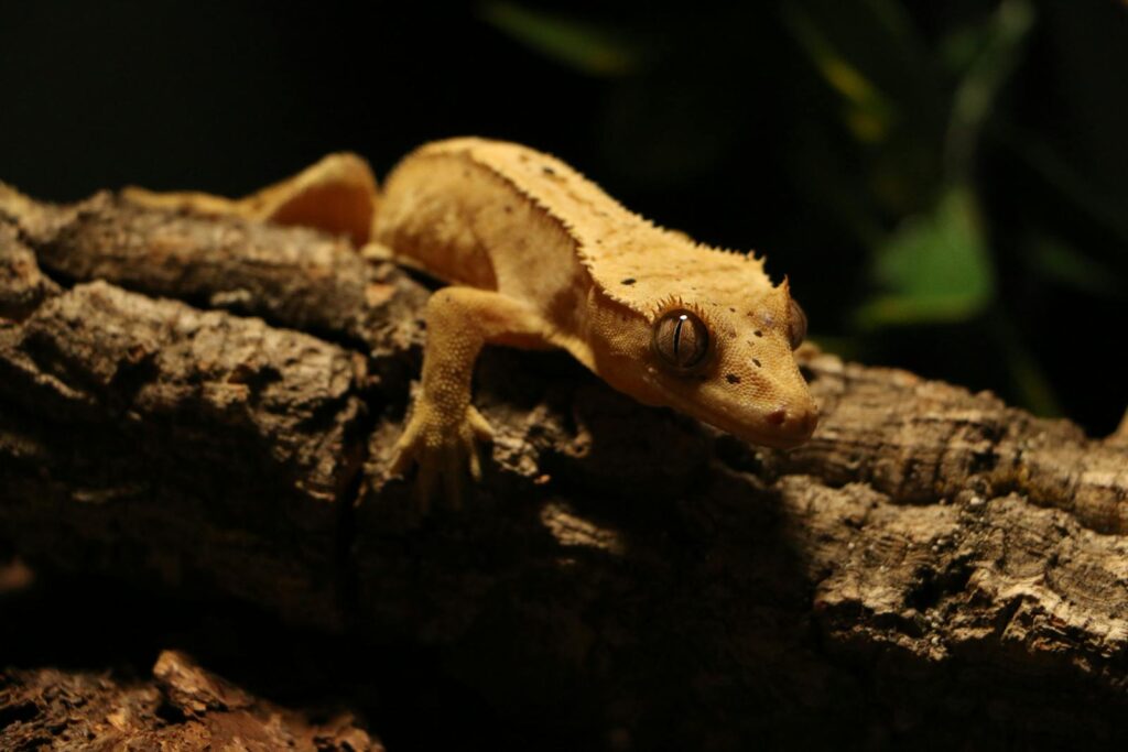 Detailed shot of a crested gecko resting on a log, captured in low light.