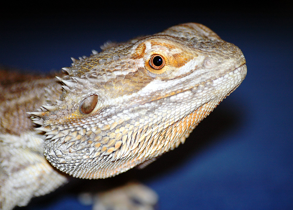 Bearded dragon lizard close up